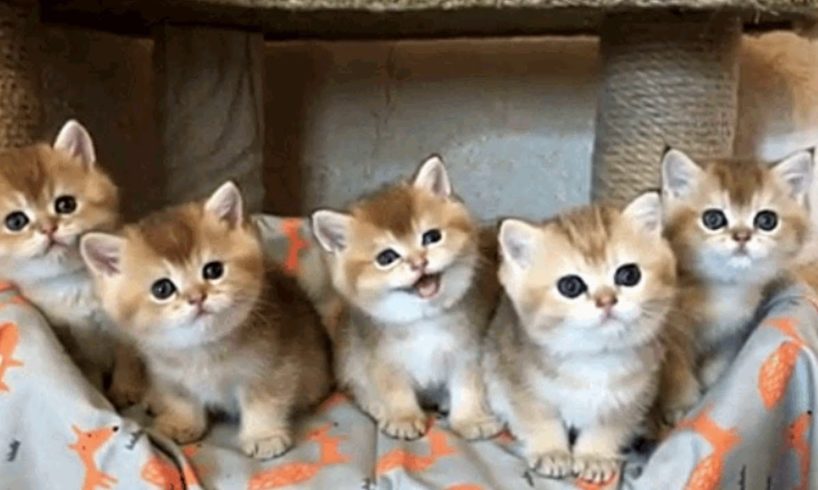 The Cutest Kittens Will Warm Your Heart