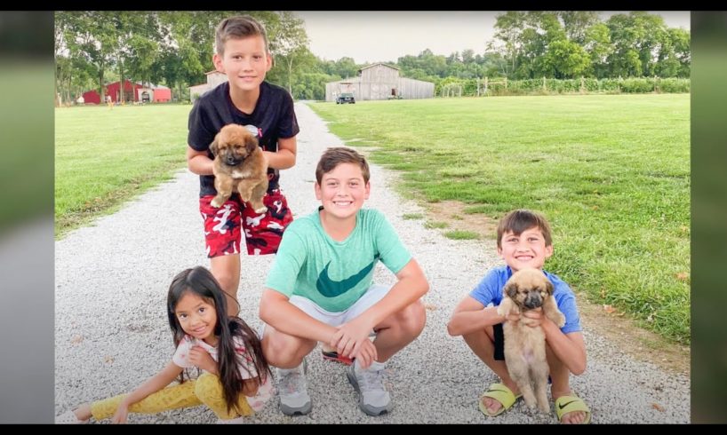 The cutest puppies.  EVER!!