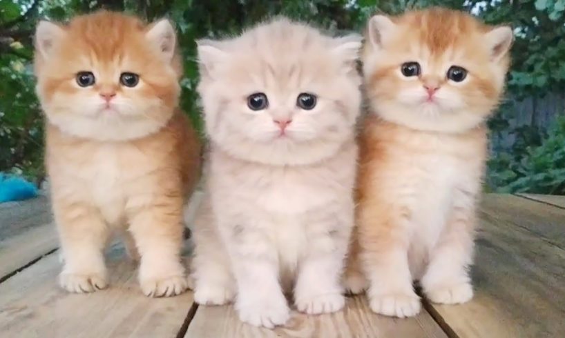 Three little Teddy kittens |  Cutest Baby British kittens