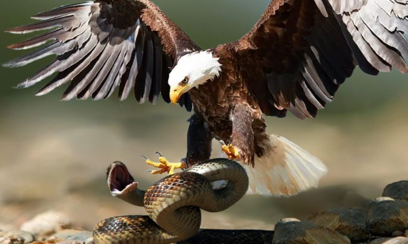 Top 4 Hawk Vs Snake Real Fight - Animals Fight To Death - Snake Try To Escape From Hawk But Fail