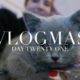 Vlogmas Day 21 | The Cutest Kitten Ever?!