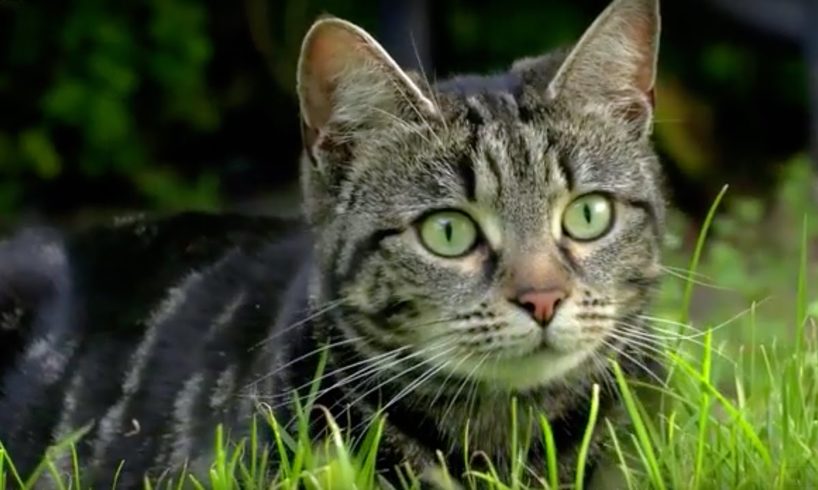 Why Do Cats Hunt? | Cats Uncovered | BBC Earth