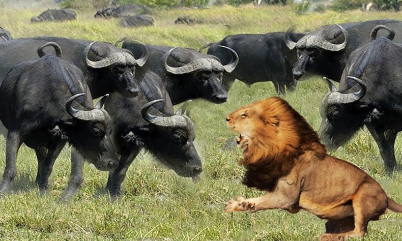 Wild Animals Fighting - Lion vs Buffalo | Amazing The Strongest Big Cat ULTIMATE FIGHT Lion Attack