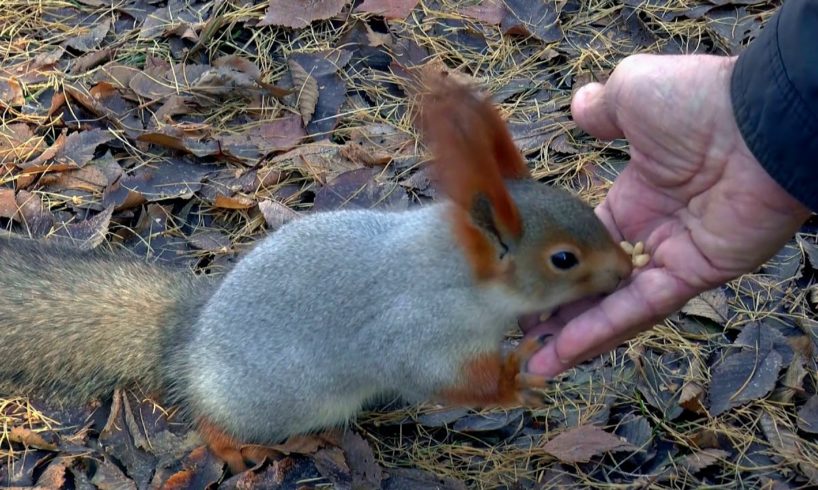 Wild Animals Fighting Squirrel - Feeding Animal - Ultra HD - Nature 4K