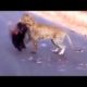 Wild Animals Fighting | Top 10 Animalls