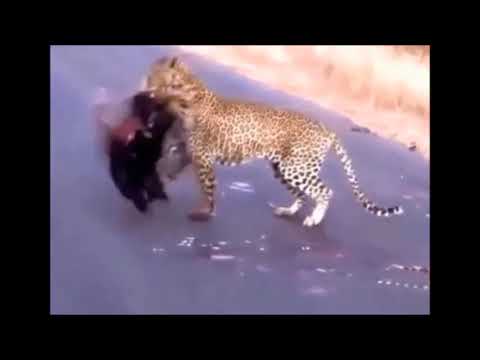 Wild Animals Fighting | Top 10 Animalls