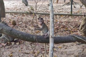 baby monkeys playing by animals khmer