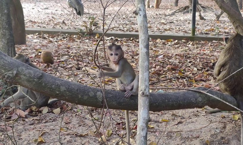 baby monkeys playing by animals khmer