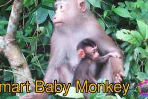 baby monkeys playing - funny animal videos 2020 - wild animals videos - amazing wildlife videos