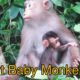 baby monkeys playing - funny animal videos 2020 - wild animals videos - amazing wildlife videos