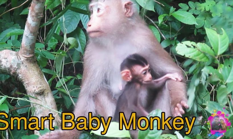 baby monkeys playing - funny animal videos 2020 - wild animals videos - amazing wildlife videos