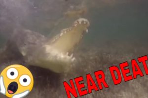 swimming with ALLIGATORS (ATTACK)? NEAR DEATH EXPERIENCE COMPILATION  captured by GoPro