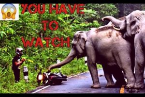 wild animal attacks 2020|| Best of elephant attacks|| Most trampling attacks ever.|| animal attacks