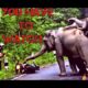 wild animal attacks 2020|| Best of elephant attacks|| Most trampling attacks ever.|| animal attacks