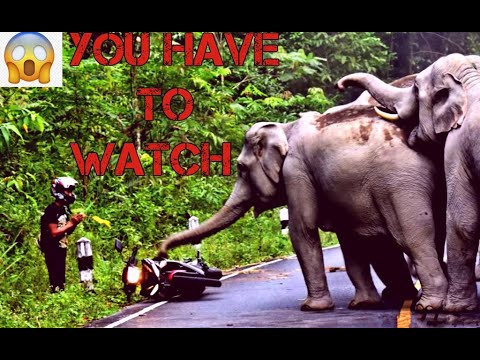 wild animal attacks 2020|| Best of elephant attacks|| Most trampling attacks ever.|| animal attacks