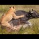 wild life Documentary | Animal Attack Planet | Wildlife Animals Fighting P5