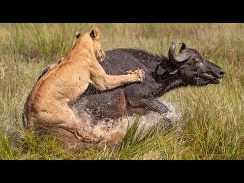 wild life Documentary | Animal Attack Planet | Wildlife Animals Fighting P5