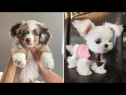 AWW SO CUTE! Cutest Puppy Videos Compilation - Cute Animals World #3