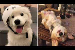 AWW SO CUTE! Cutest Puppy Videos Compilation - Cute Animals World #4