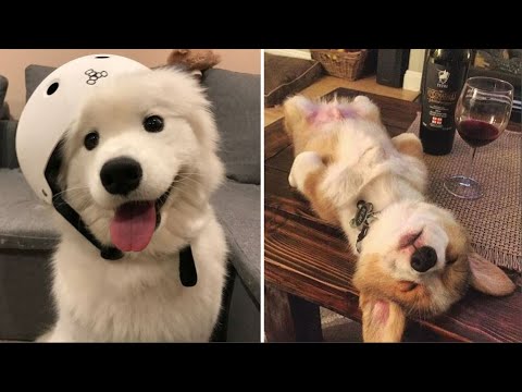 AWW SO CUTE! Cutest Puppy Videos Compilation - Cute Animals World #4