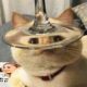Funniest Animals ? - Best Of The 2020 Funny Animal Videos ? - Cutest Animals Ever