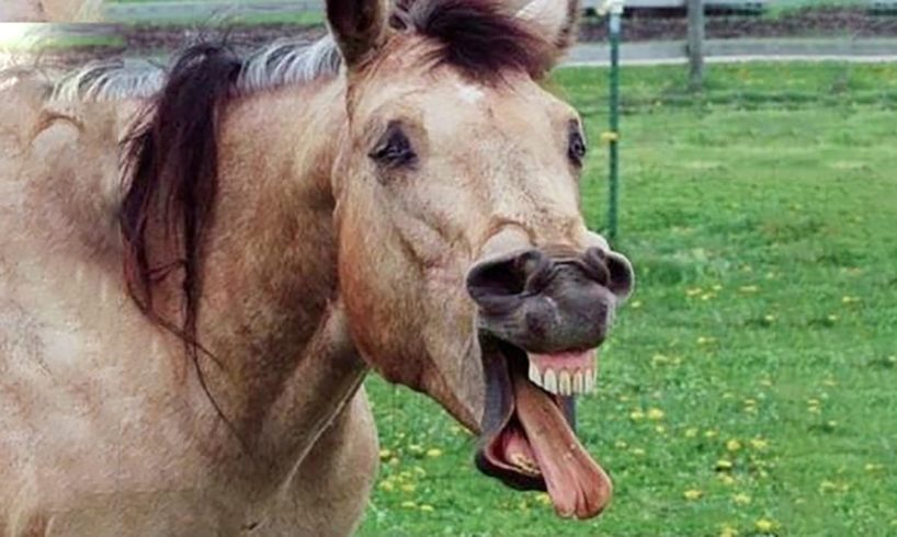Funniest Animals ? - Best Of The 2020 Funny Animal Videos ? - Cutest Animals Ever