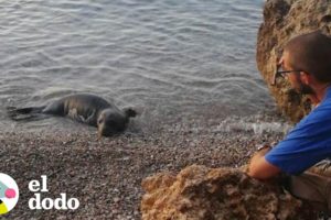 2 focas bebés a punto de morir son rescatadas | El Dodo