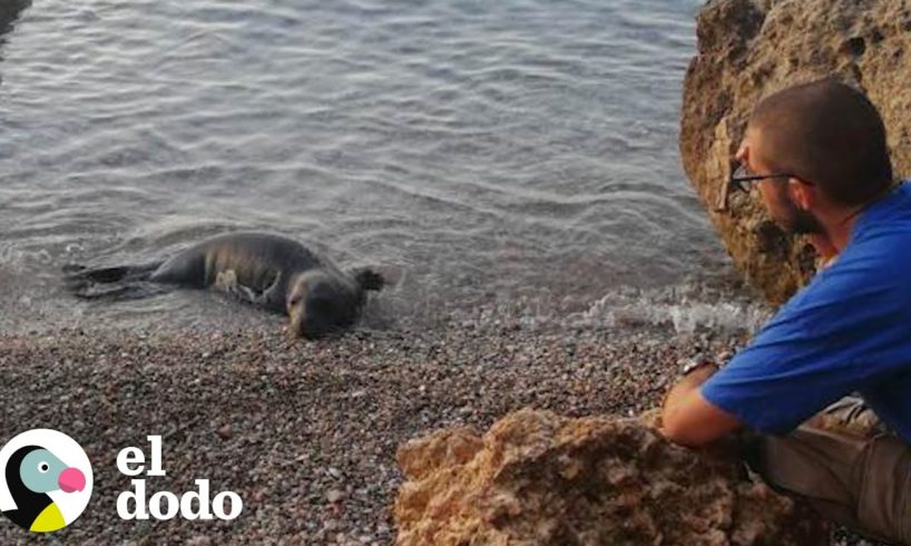 2 focas bebés a punto de morir son rescatadas | El Dodo
