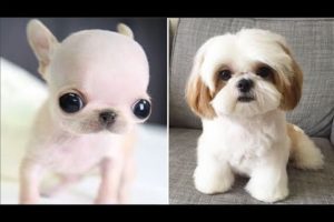 AWW SO CUTE! Cutest Puppy Videos Compilation - Cute Animals World #2