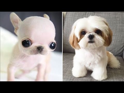 AWW SO CUTE! Cutest Puppy Videos Compilation - Cute Animals World #2