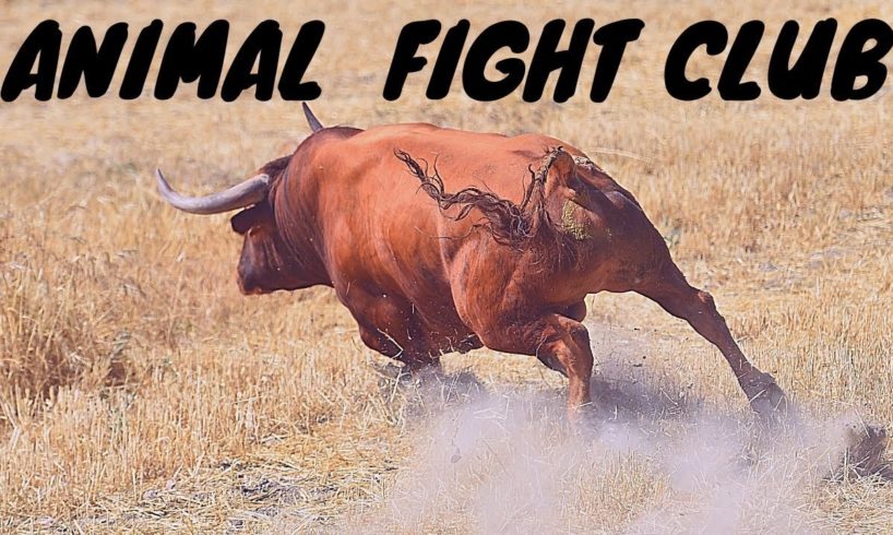 Animal Fight Club...Wildlife Series Ep. 2