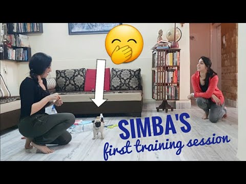 Baby Simba learns name command | Cutest Puppy Training Video ??