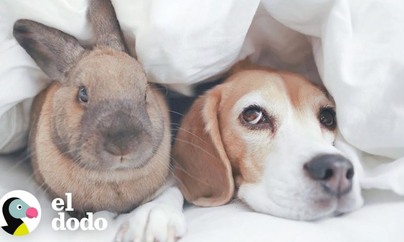 Beagle y conejo son mejores amigos | El Dodo