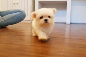 Big eyes maltese mini maltese videos lovely and cutest puppy - Teacup puppies KimsKennelUS