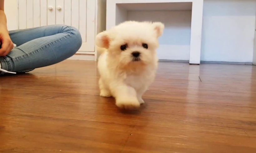 Big eyes maltese mini maltese videos lovely and cutest puppy - Teacup puppies KimsKennelUS