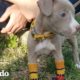 Cachorra sin patas delanteras aprende a caminar | El Dodo