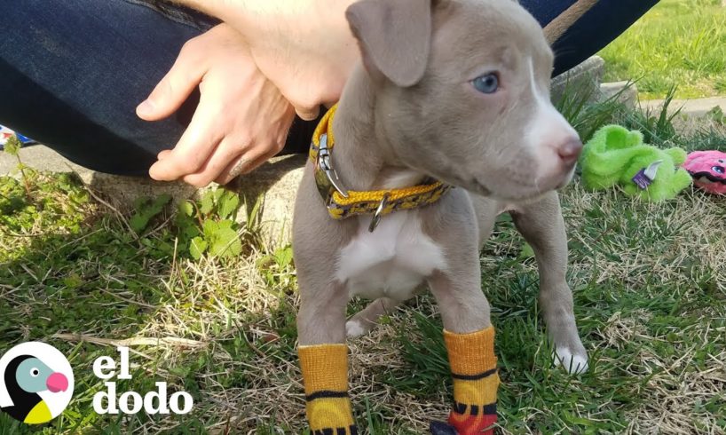 Cachorra sin patas delanteras aprende a caminar | El Dodo