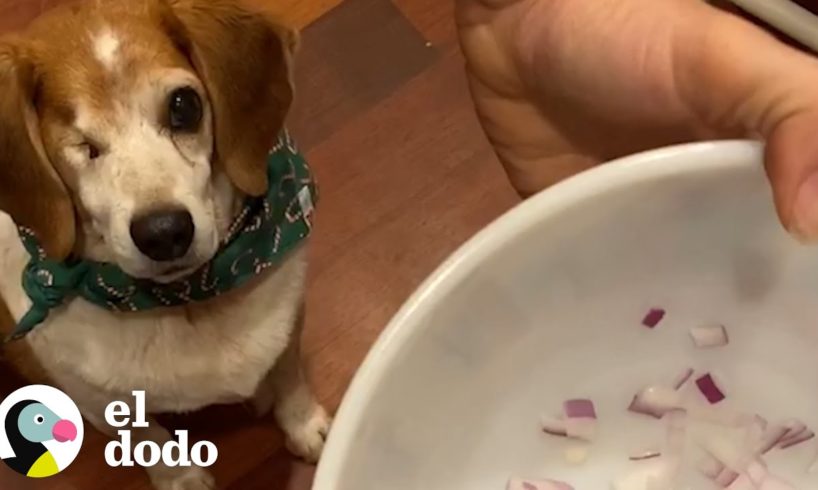 Cocinar con tu perro puede ser muy divertido I El Dodo