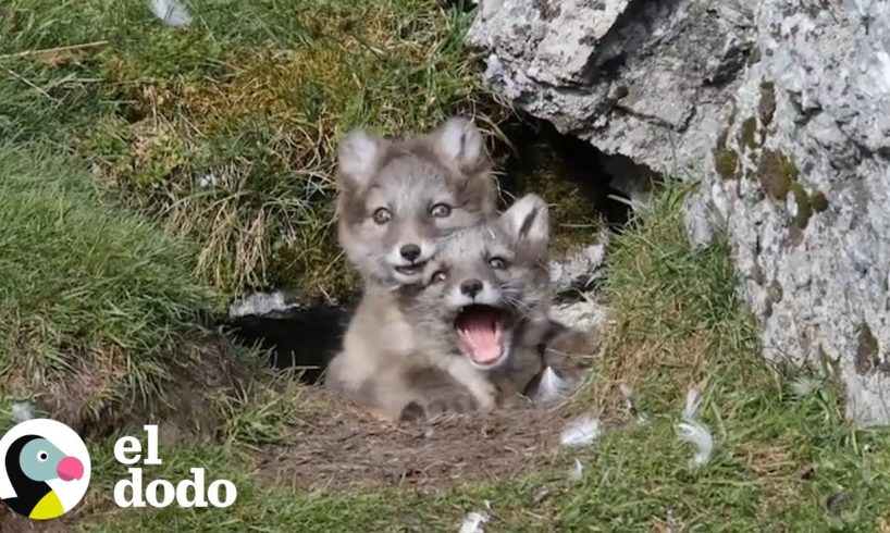 De seguro estos animalitos te harán sonreír | El Dodo