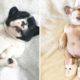 English Bulldog SOO Cute! Funny and Cute English Bulldog Puppies Compilation cute moment #2
