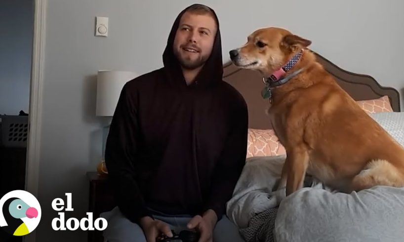 Esta perrita no quiere que su papá juegue videojuegos | El Dodo