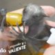 Este pequeñito murciélago recupera sus fuerzas y logra volar I Pequeño y Valiente | El Dodo