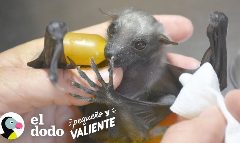 Este pequeñito murciélago recupera sus fuerzas y logra volar I Pequeño y Valiente | El Dodo