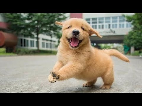 Funniest & Cutest Golden Retriever Puppies #28 - Funny Puppy Videos 2019
