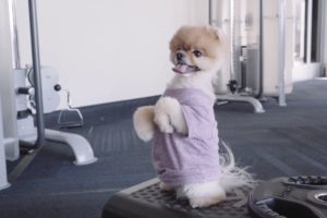 Jiffpom Workout - The World's Cutest Puppy