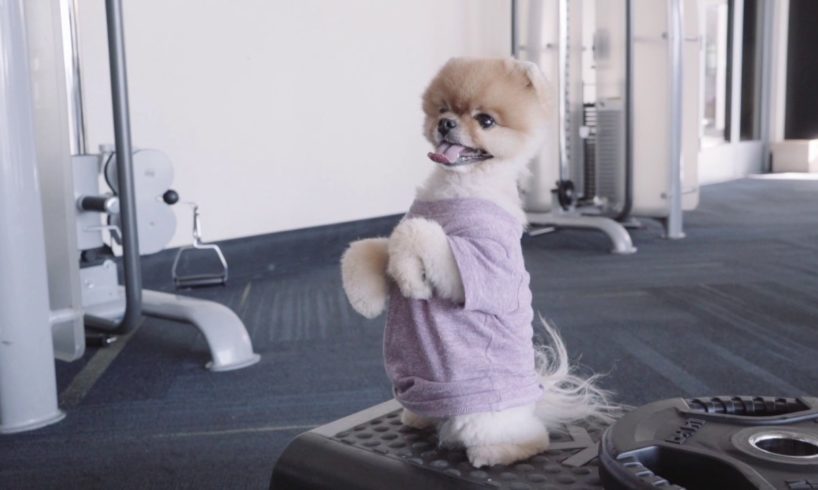 Jiffpom Workout - The World's Cutest Puppy