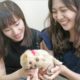 Kawaii Japan - Cutest Teacup Puppies EVER!