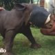 La historia del rinoceronte más pequeñito  | El Dodo