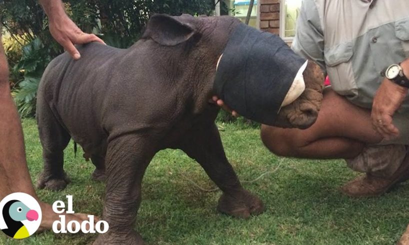 La historia del rinoceronte más pequeñito  | El Dodo