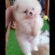Little Army Pom Puppies | Funniest puppies | Cutest puppies ? | Balendra Kumar